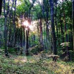 Lankóczi-erdő